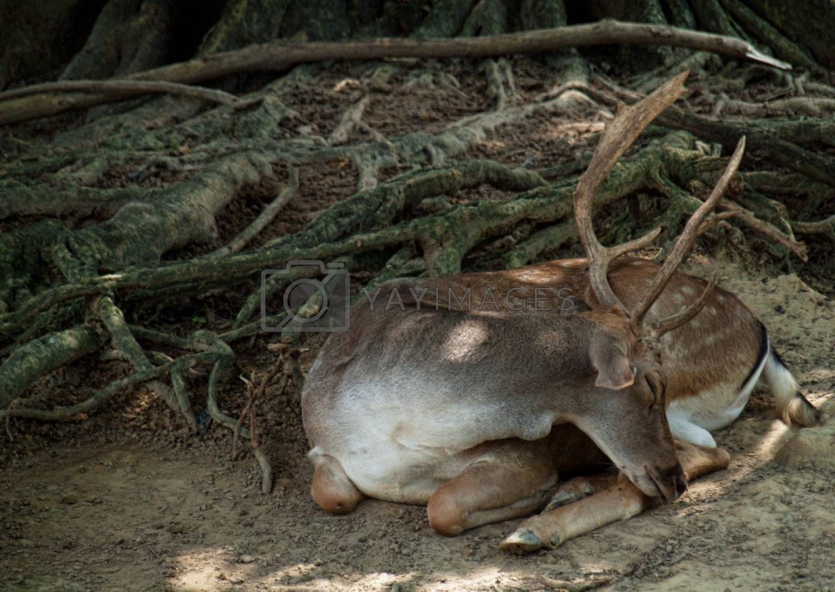 Олень уснул