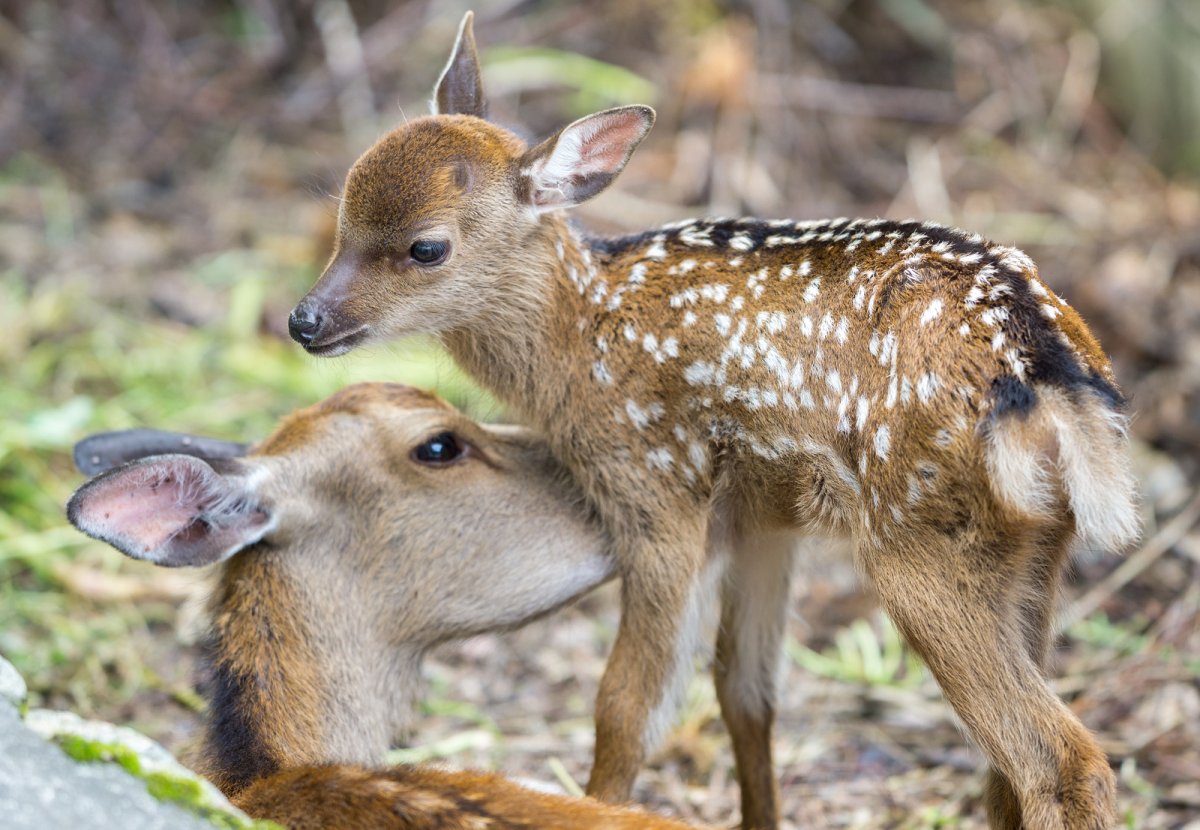 Девочка с олененком