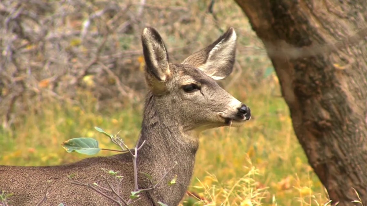 Фотограф: Katerina Plotnikova