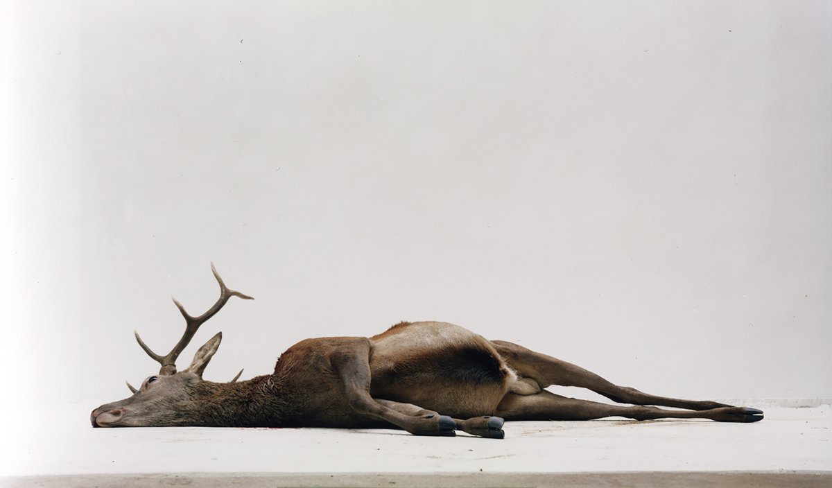 Спаривание благородного оленя