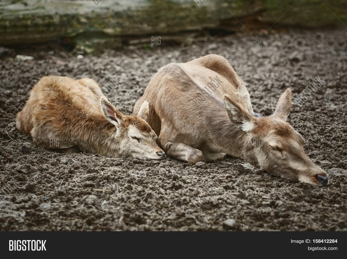 Милые иллюстрации Олененок