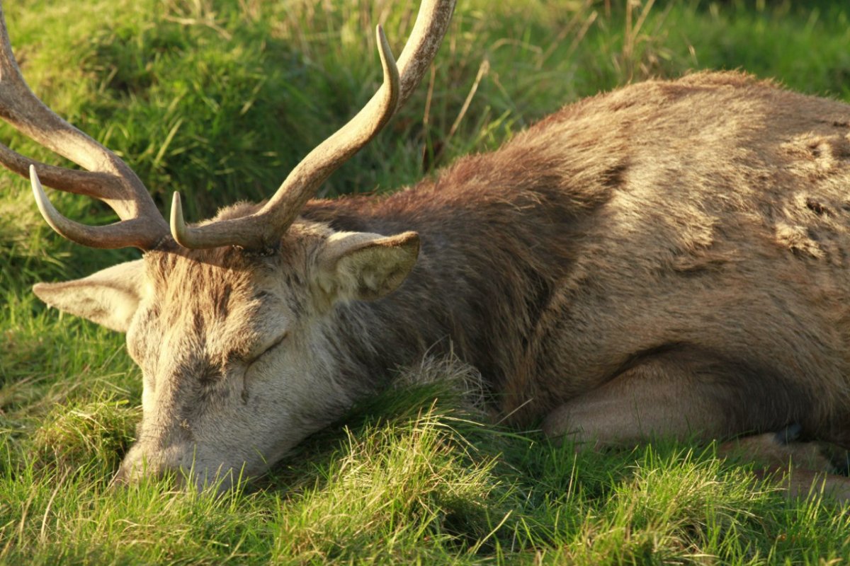 Мультяшные животные олень спящий