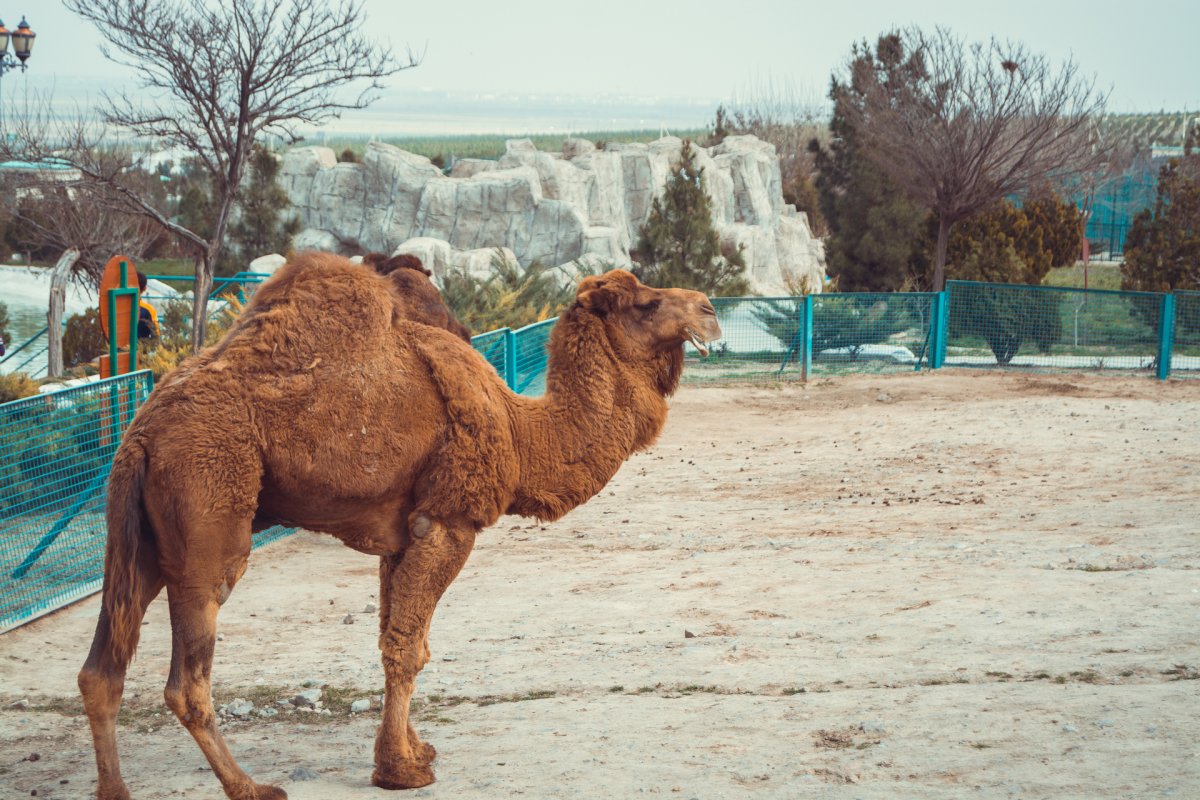 Зоопарк Ашхабад