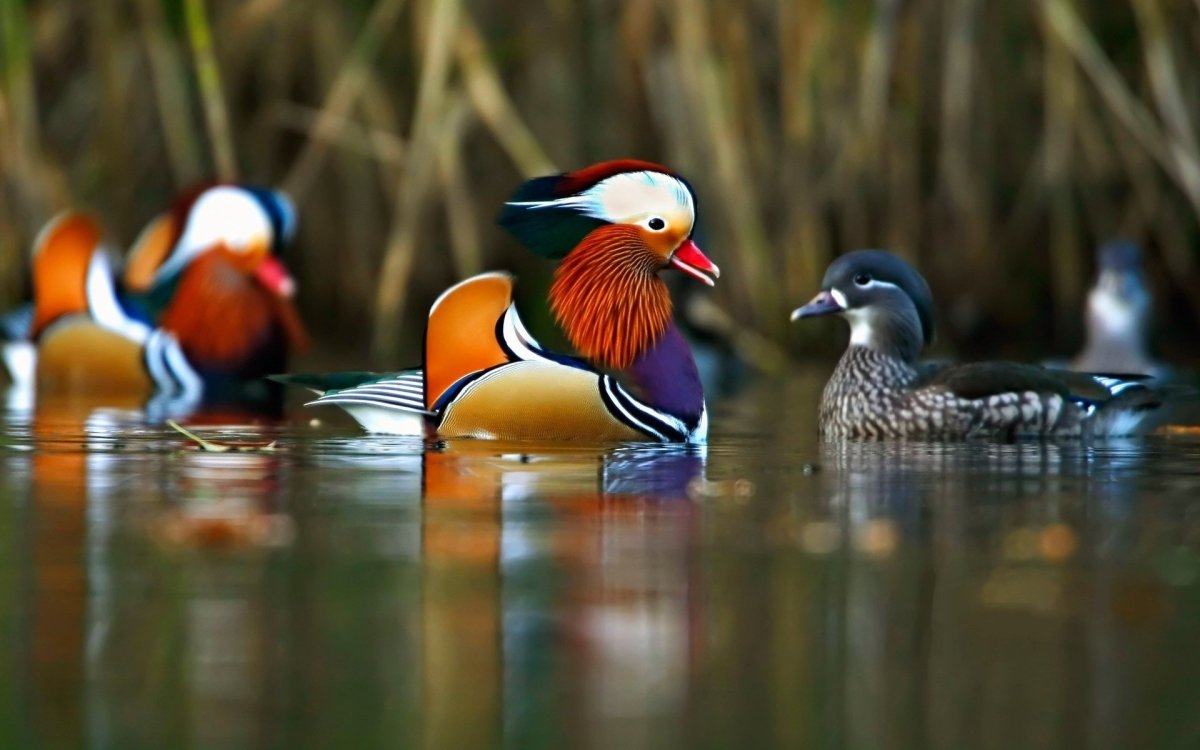 Утки мандаринки фен шуй