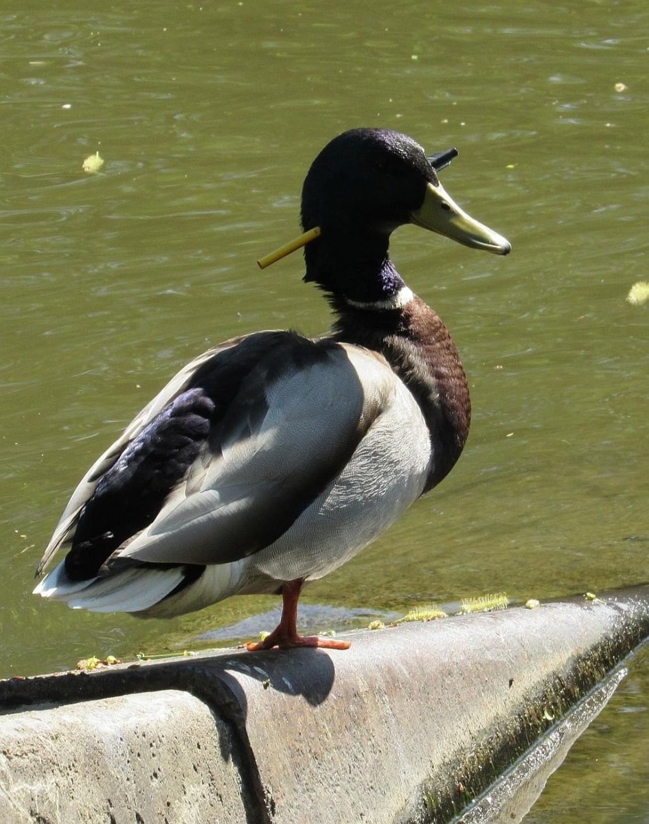 Линяющий селезень кряквы