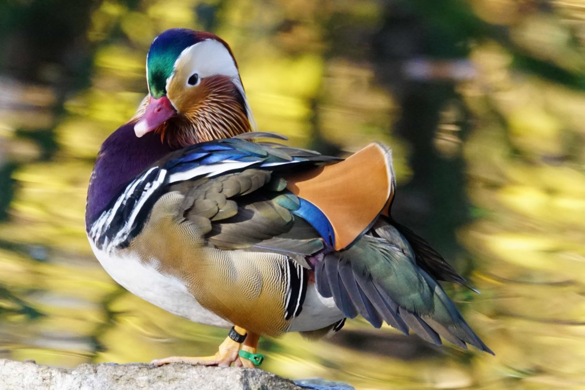 Утка Мандаринка самец