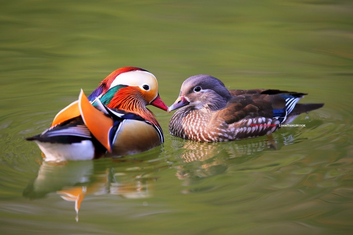 Утка Мандаринка самец