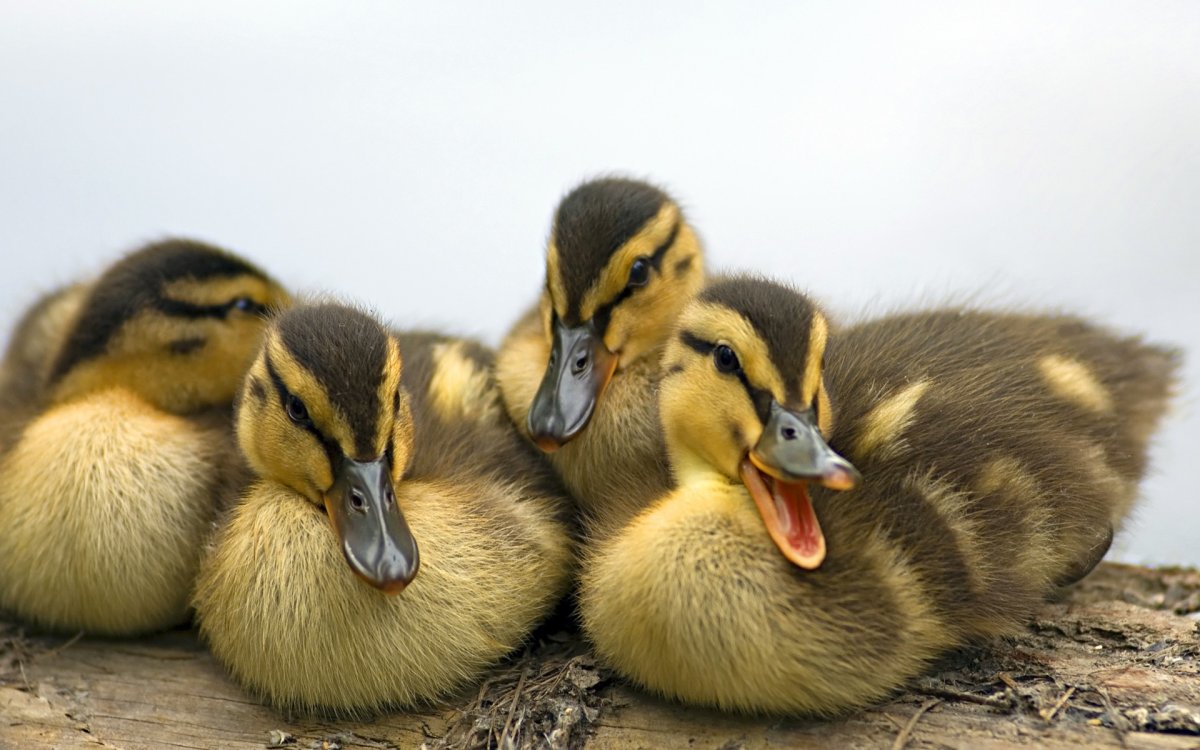 Маленькая кряква утка