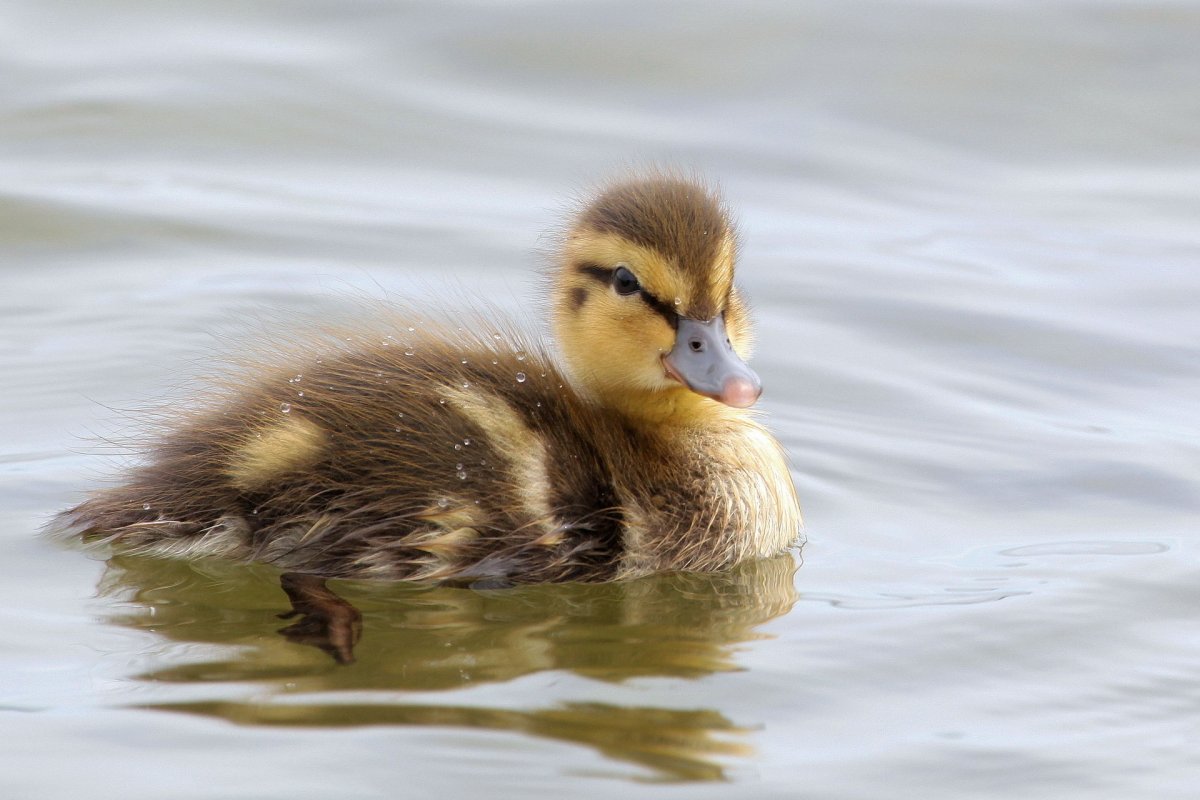 Утятки кряква