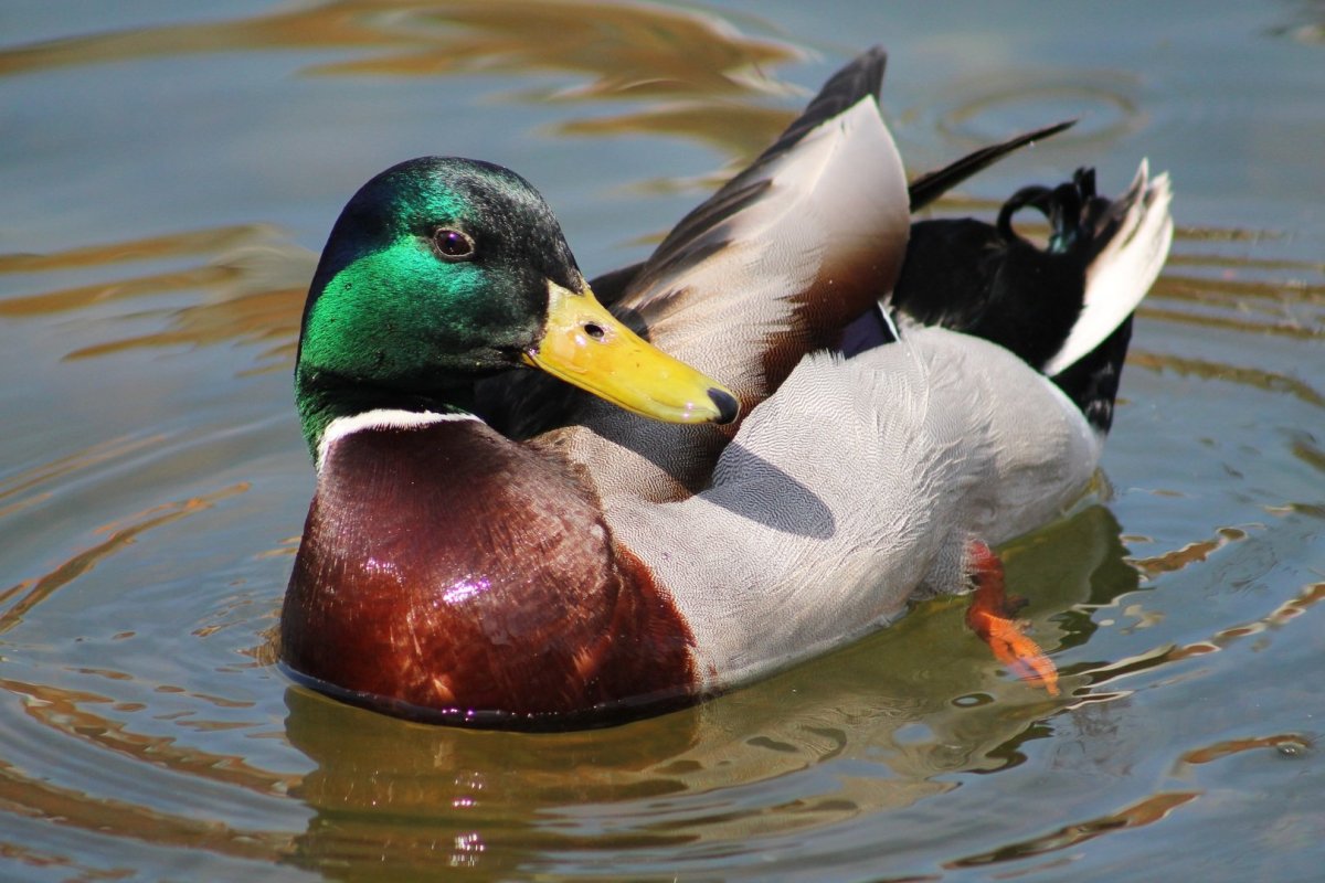 Утки на Енисее