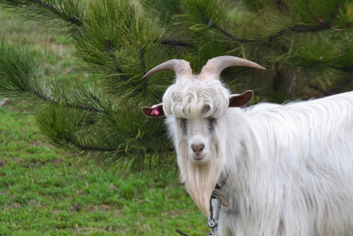 Упрямые козы