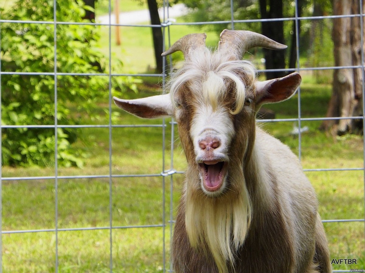 Козел драный