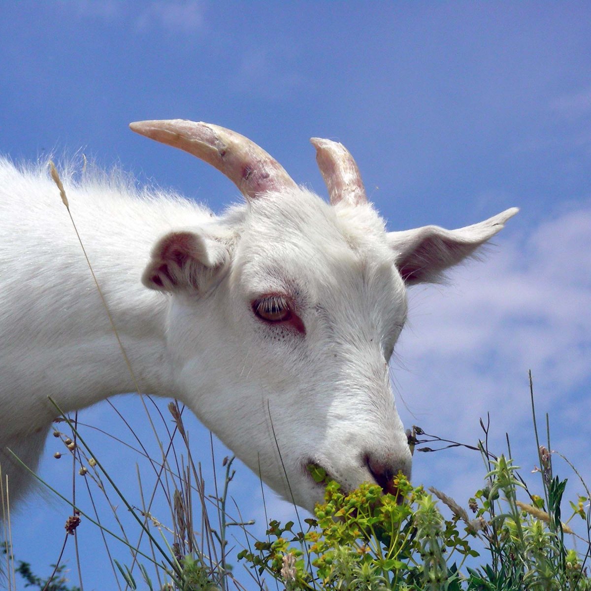 Козочки маленькие Эстетика