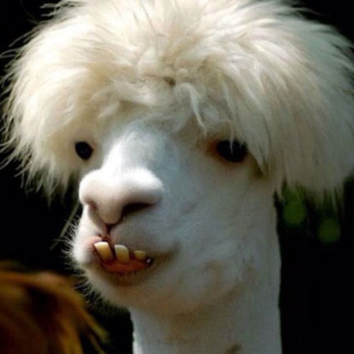 Животное с чубчиком