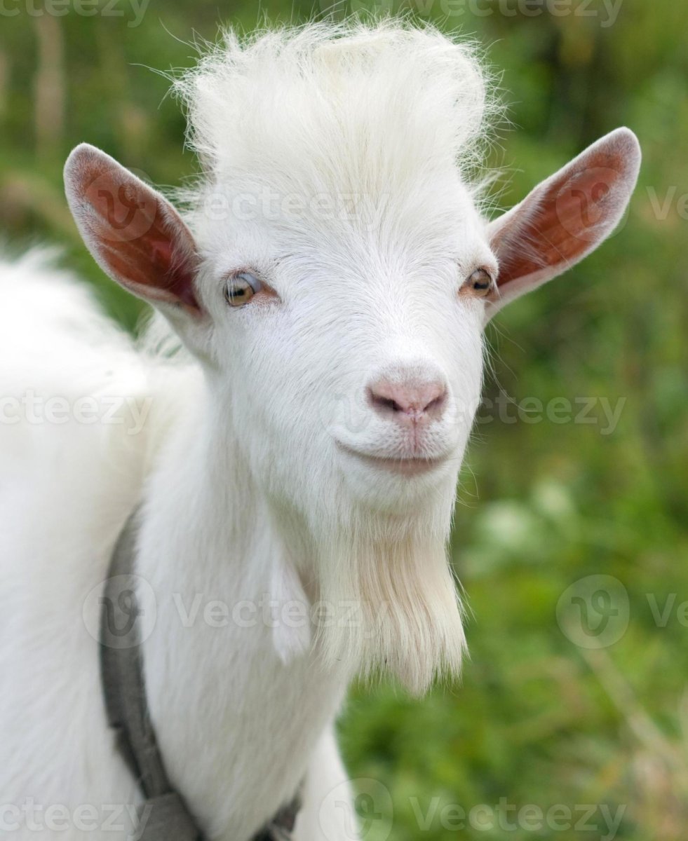 Коза с челкой