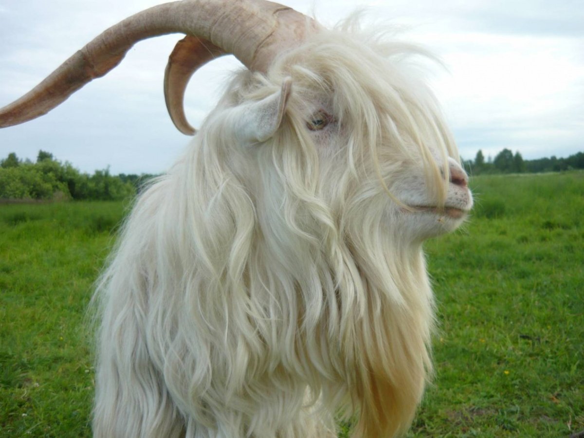 Козёл с чёлкой