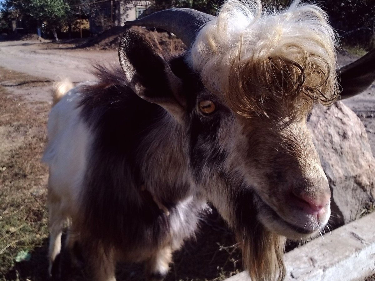 Кудрявый козел