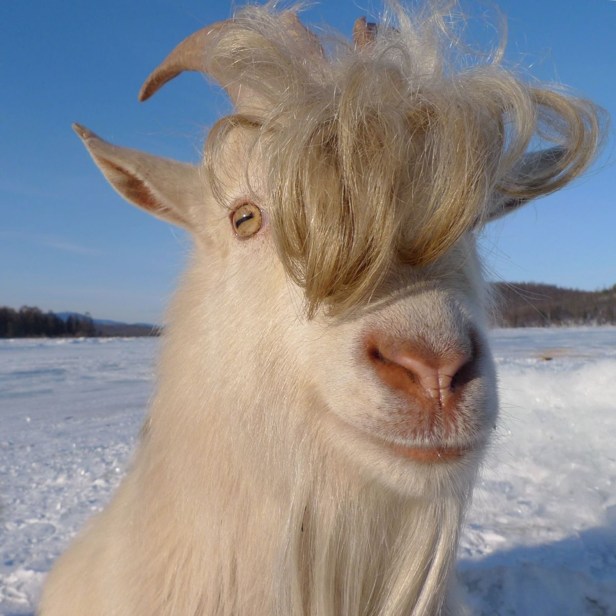 Коза с челкой