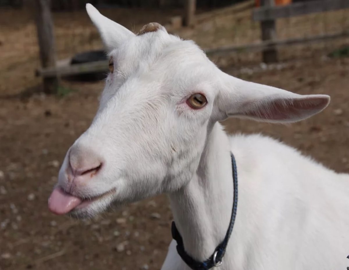 Козел беее