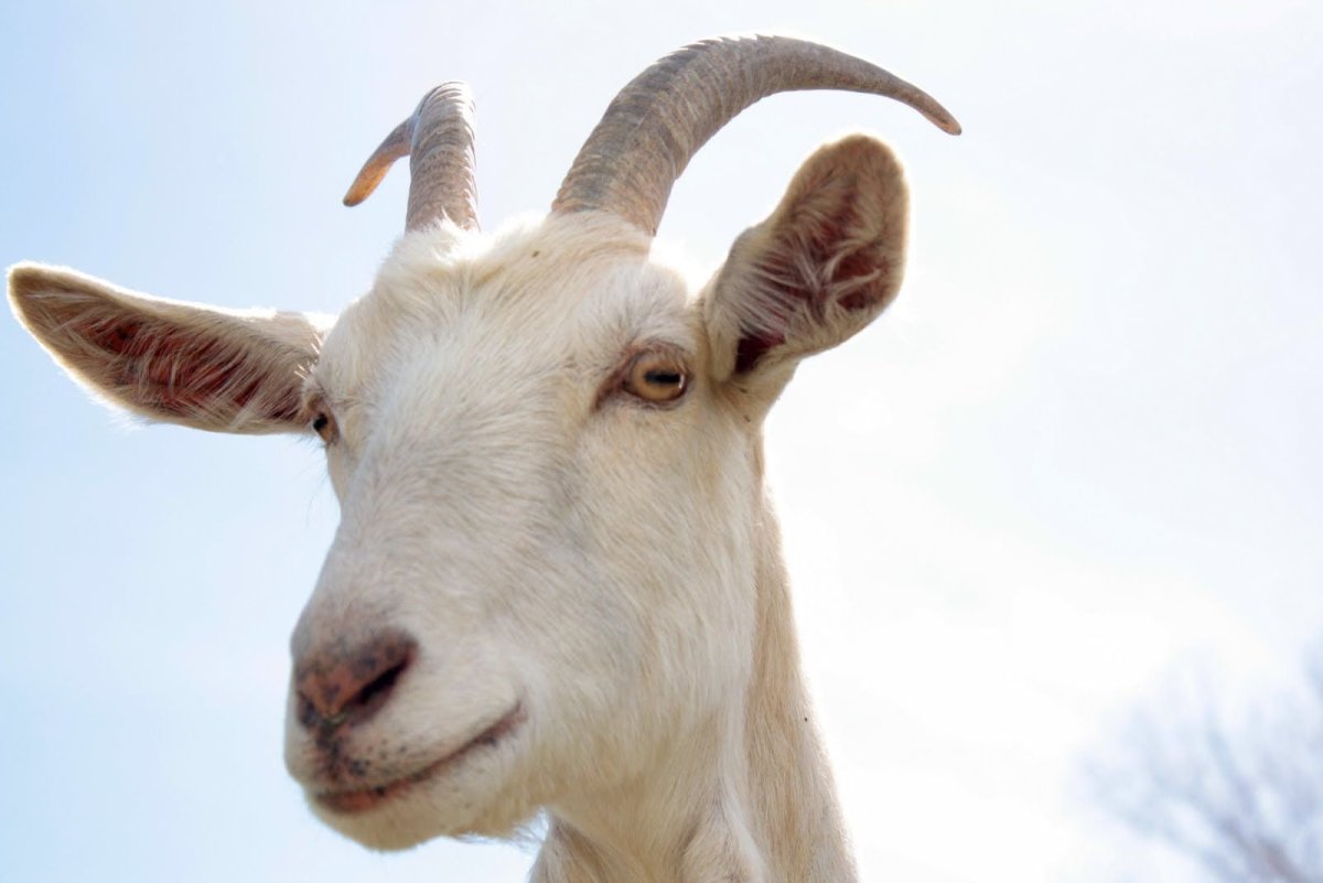 Косоглазая коза