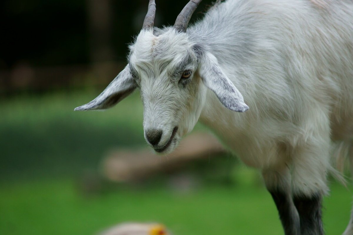 Козёл с чёлкой