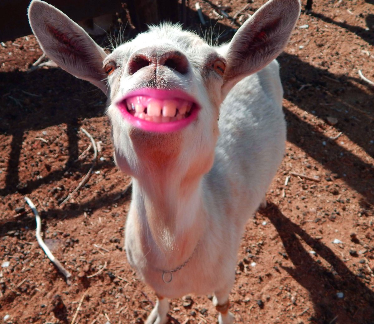 Козел улыбается