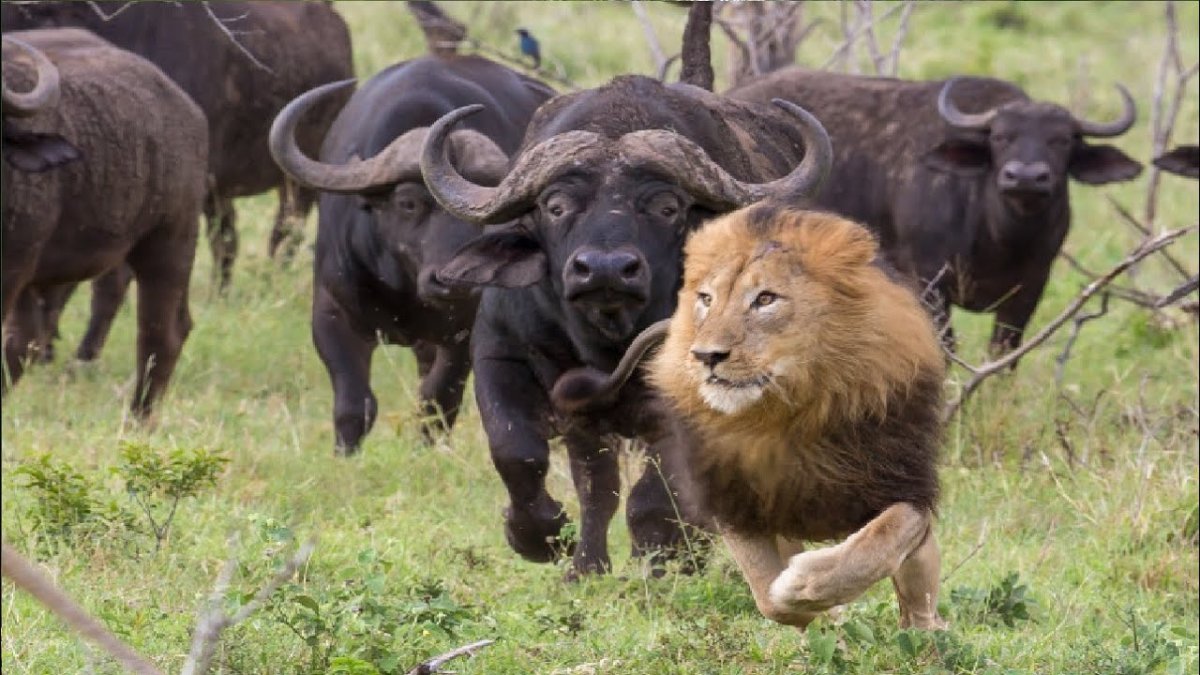 Стадо буйволов против Львов