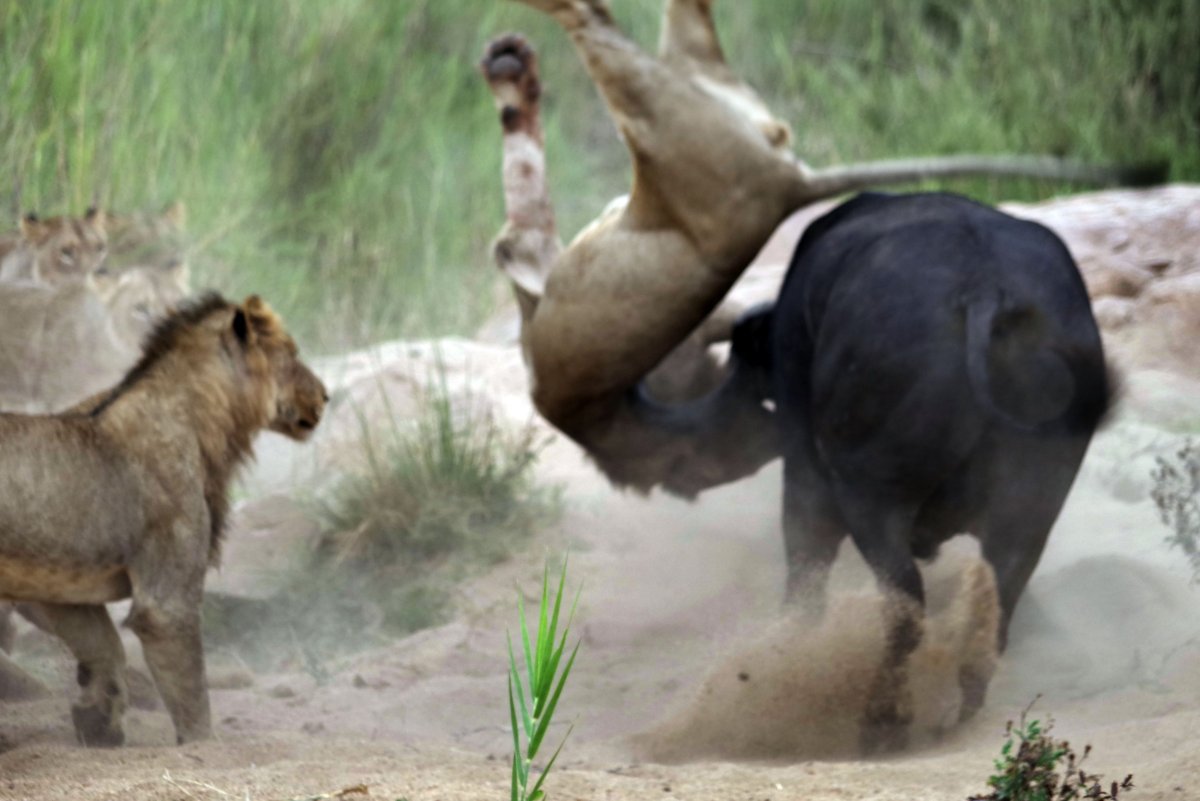 Прайд Львов охотится на буйвола