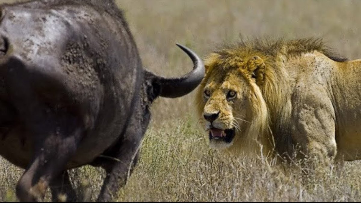 Стадо буйволов против Львов