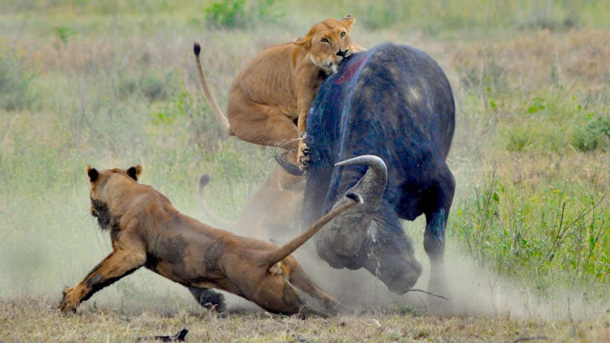 Львы и Буйволы сообщение