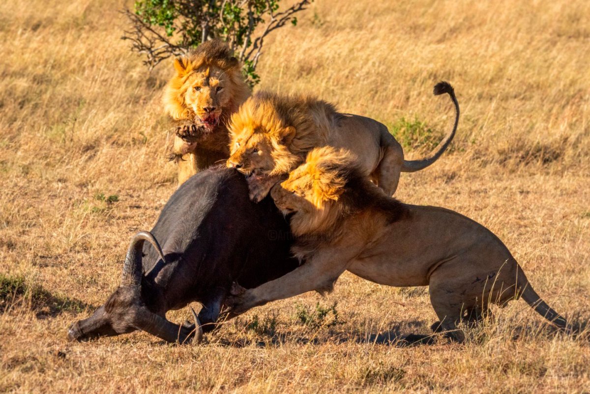 Сафари нападение на людей