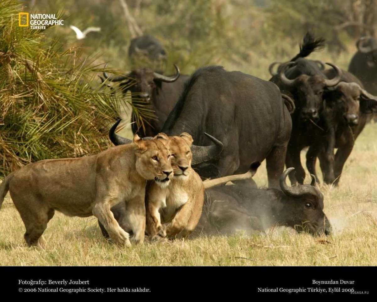 Стадо буйволов против Львов