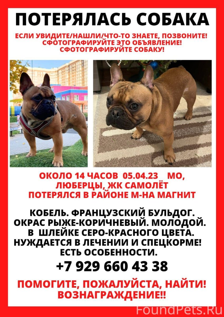 Пес да Лис Харламов