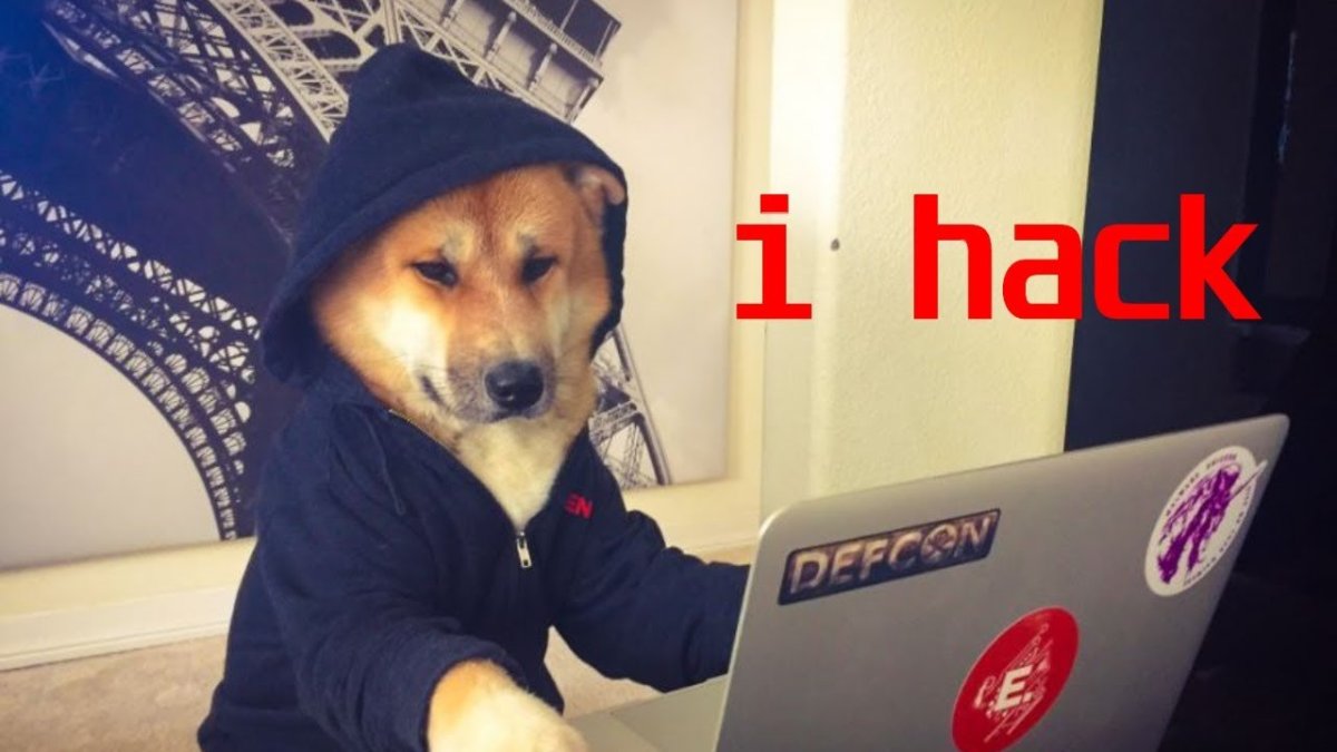 Собака в колгот женских