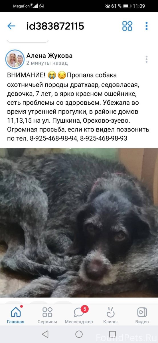 Красивые собаки хаски