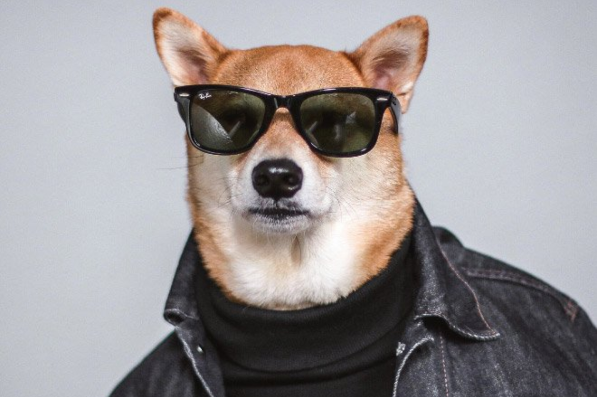 Хаски в очках