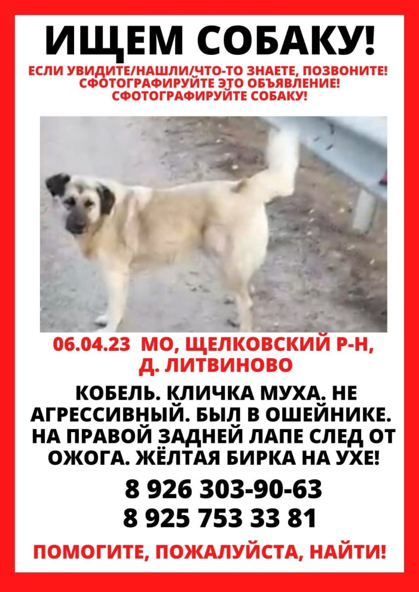 Овчарка улыбается