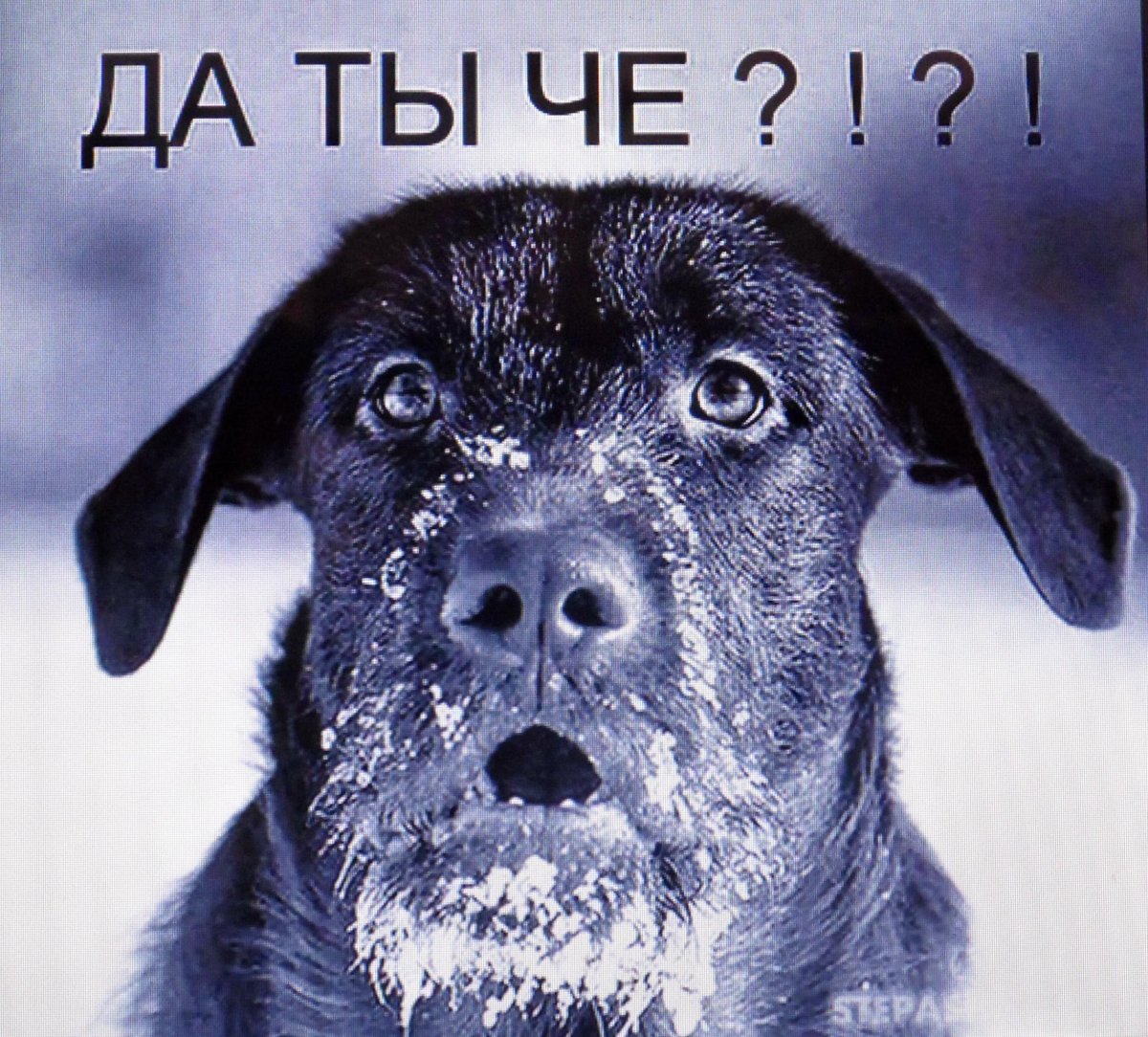 Сильный и слабый пес