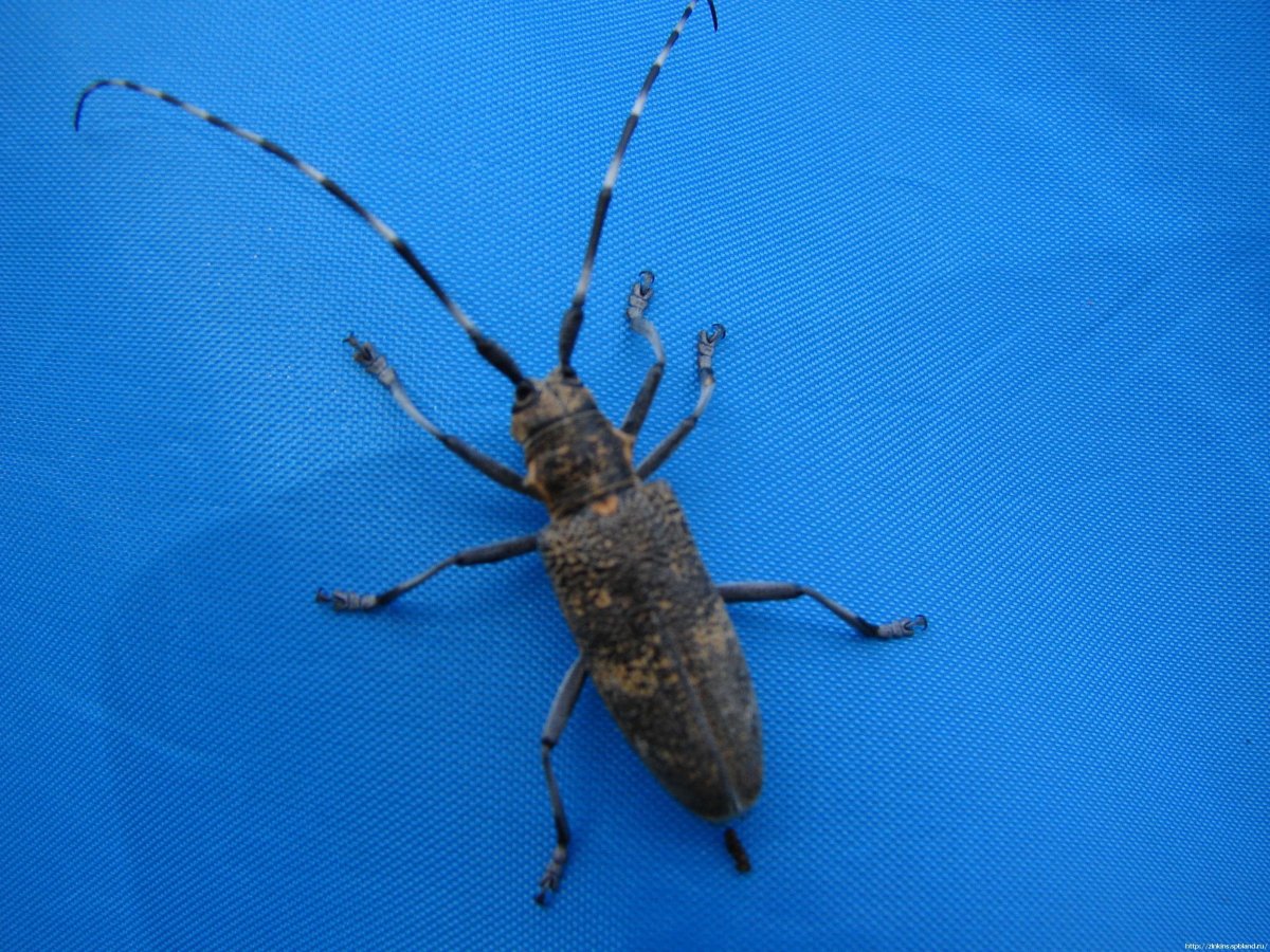 Черный Жук усач дровосек