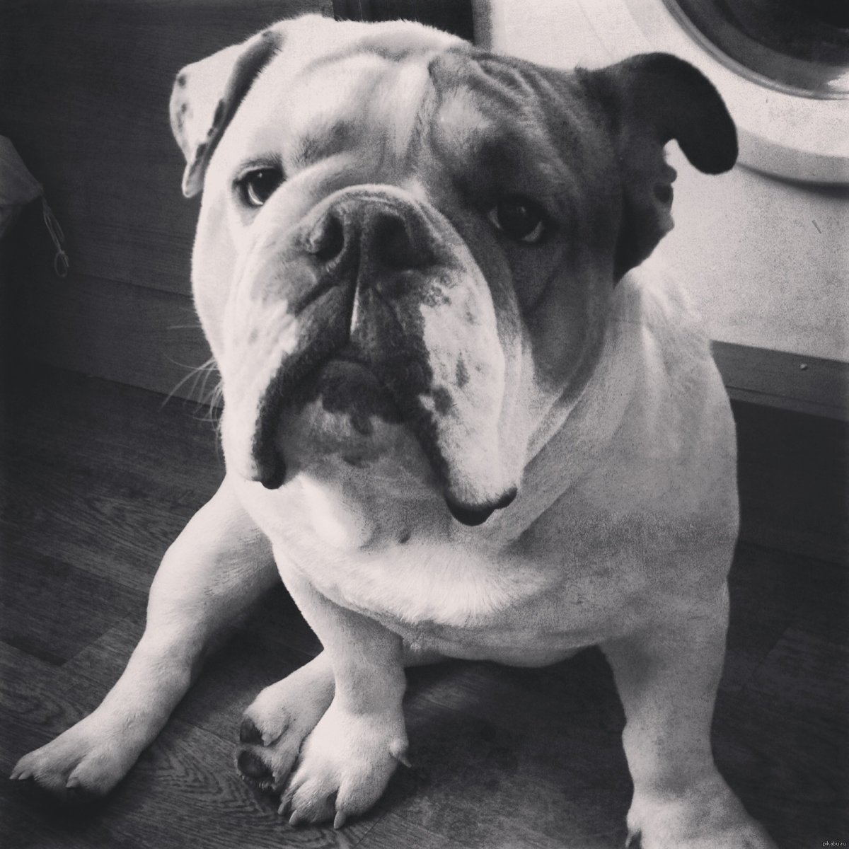 Бульдог Харламов собака