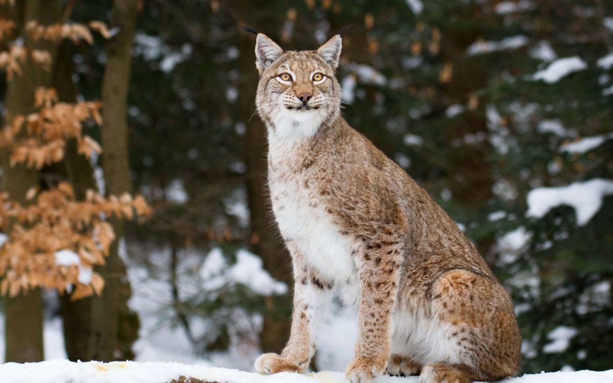 Рысь обыкновенная красная книга