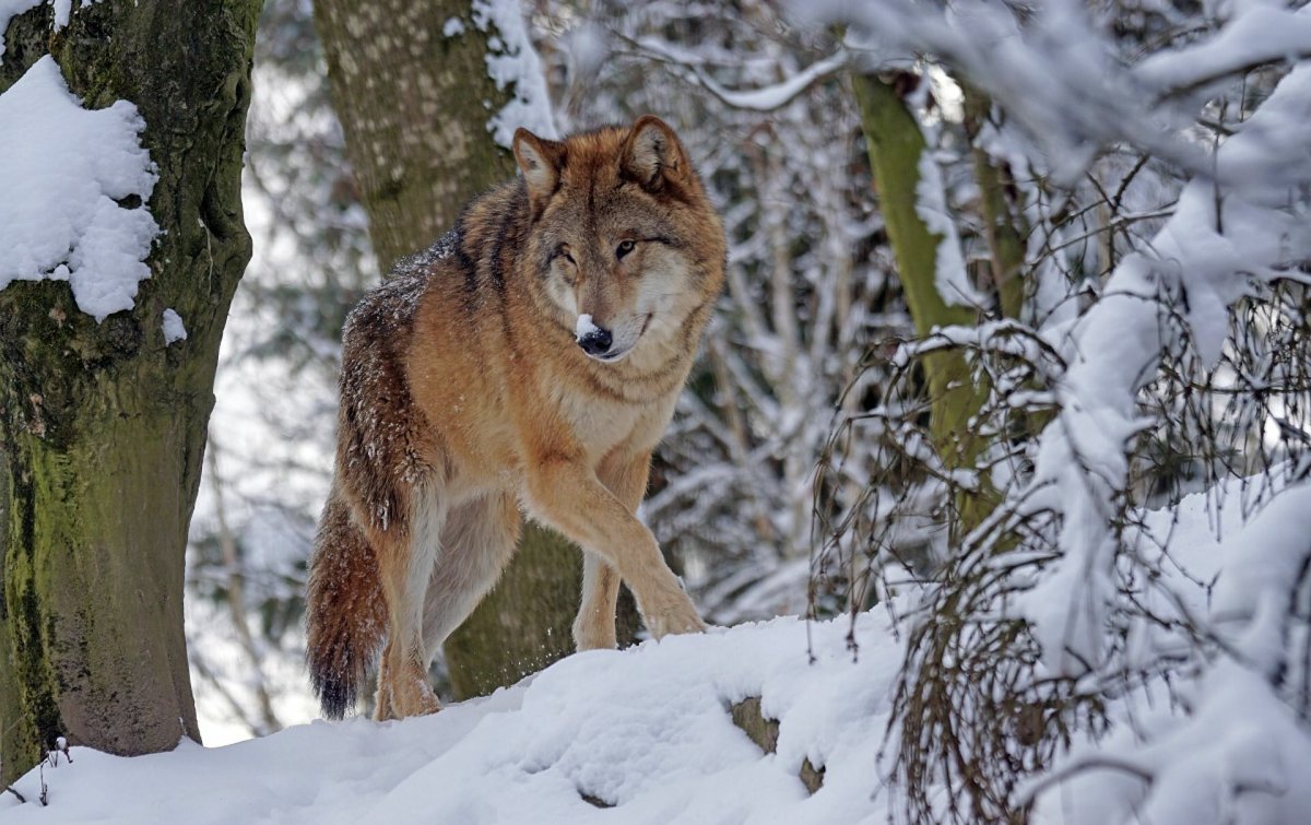 Атласский бурый медведь