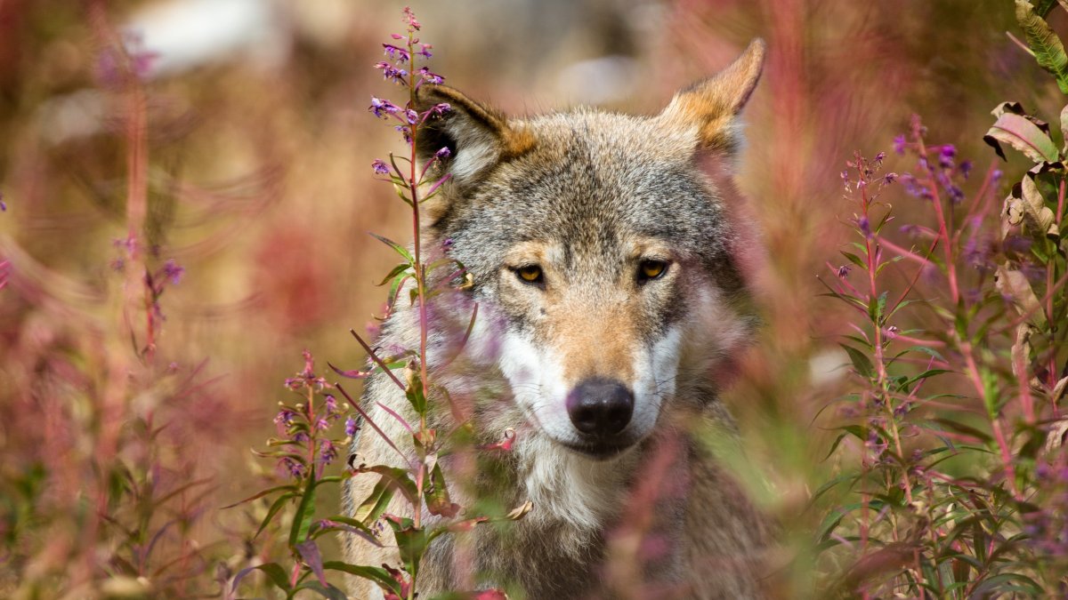 Кудрявый Лисенок