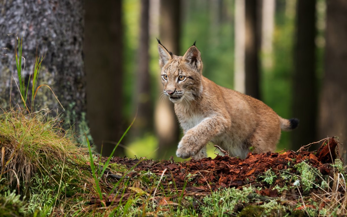 Олени в дикой природе