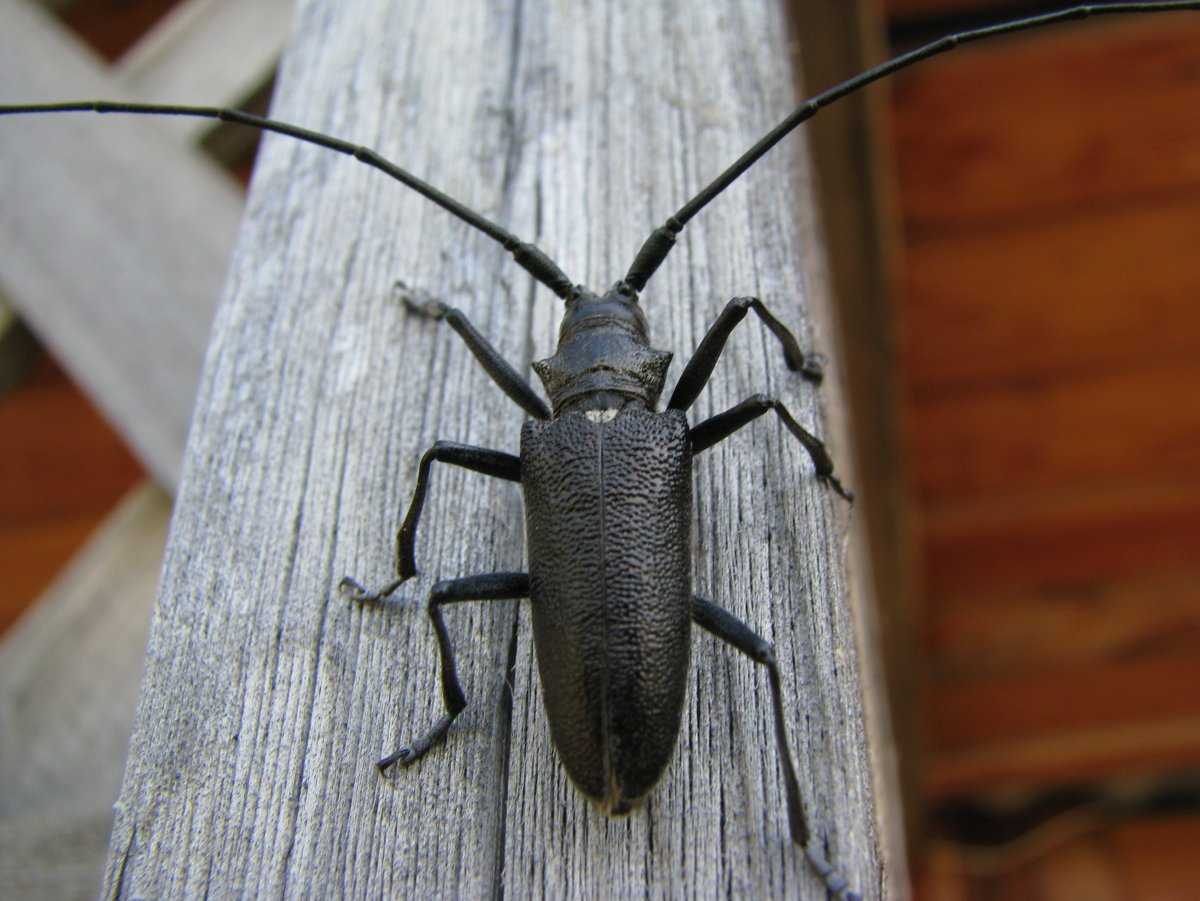 Жук Стригун усач