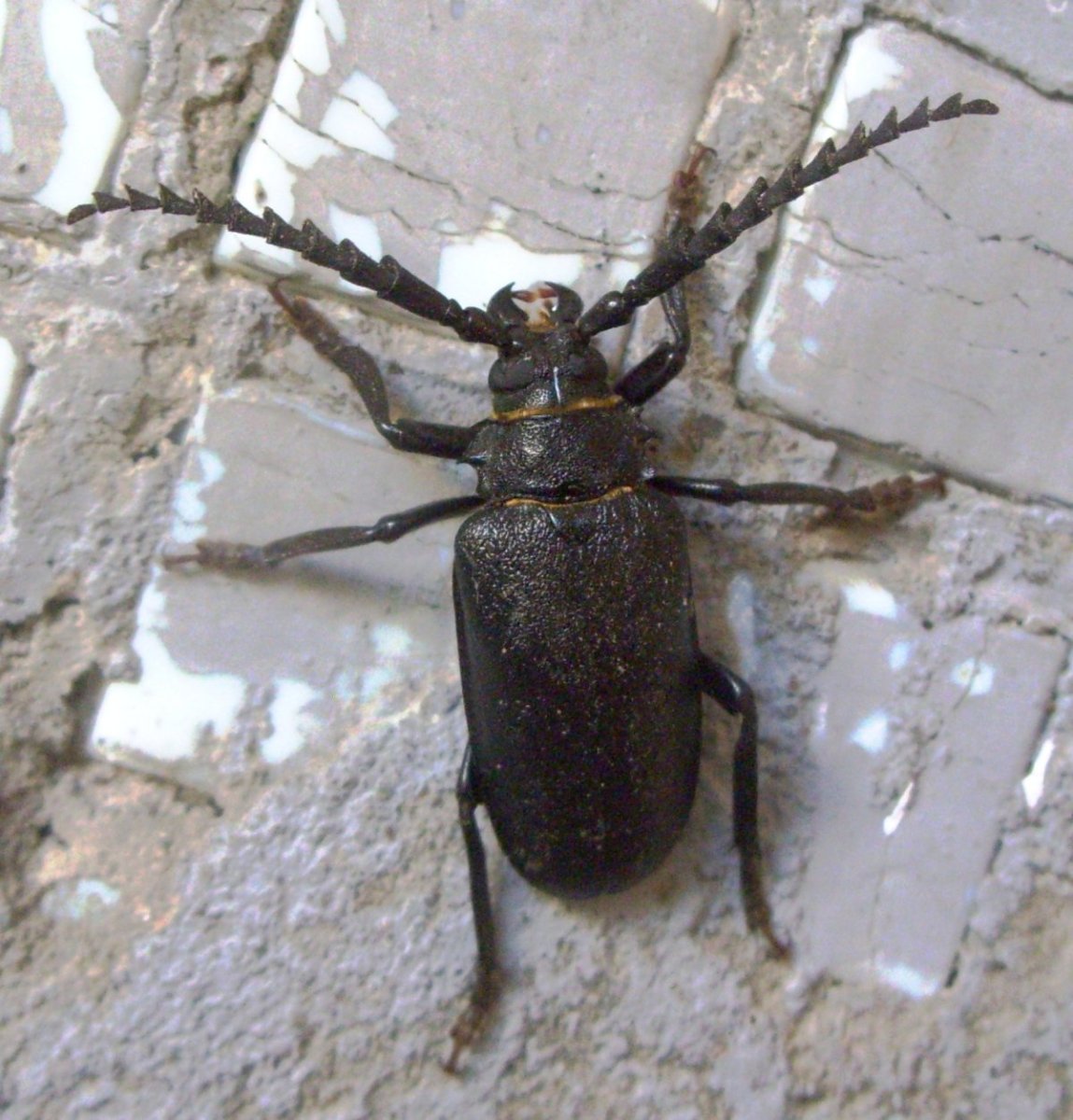 Черный Жук с золотыми полосками