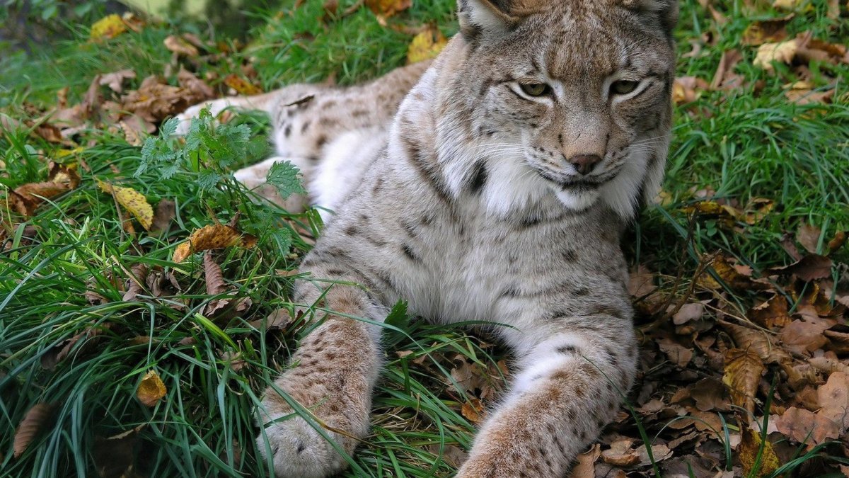 Марал Башкортостан