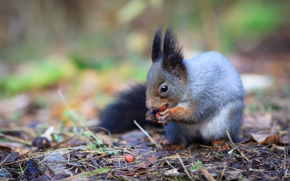 Благородный олень Великобритании