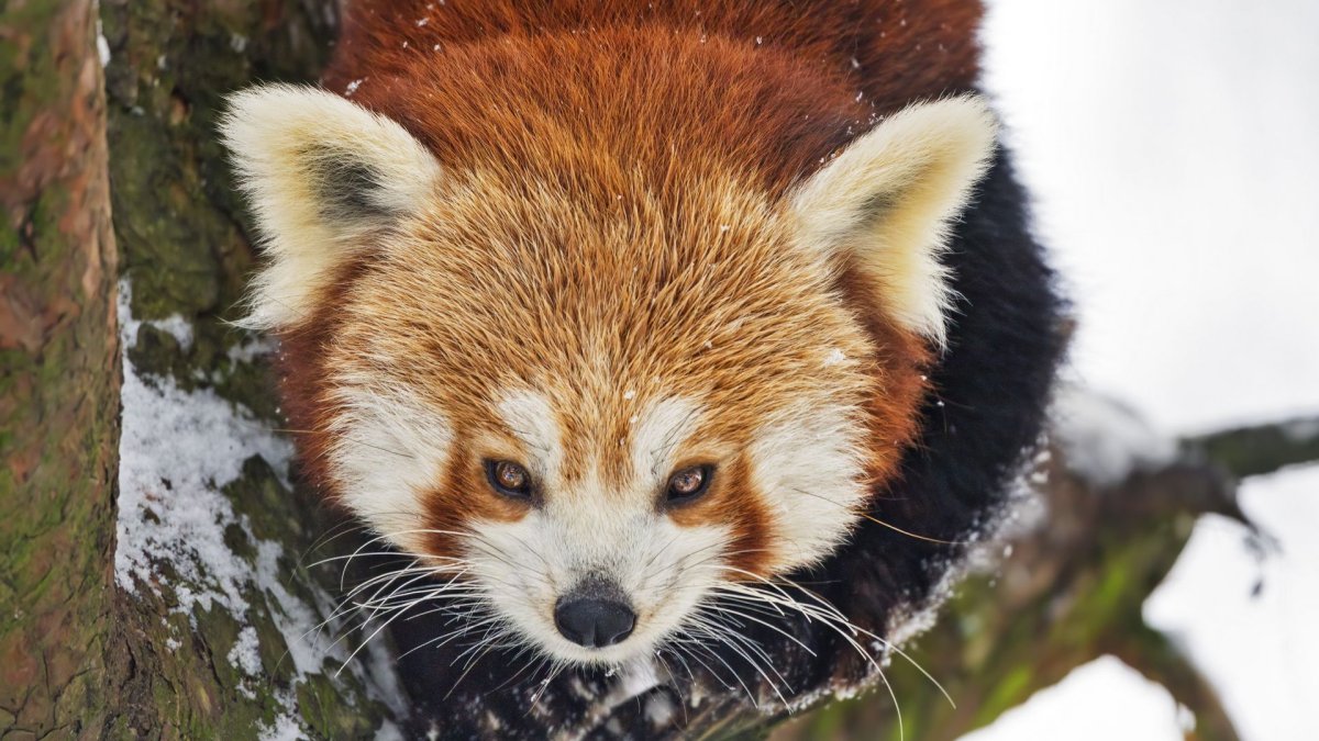 Волк в лесостепи