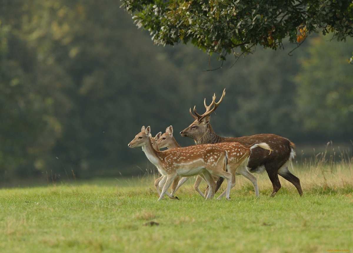 Волк в зимнем лесу